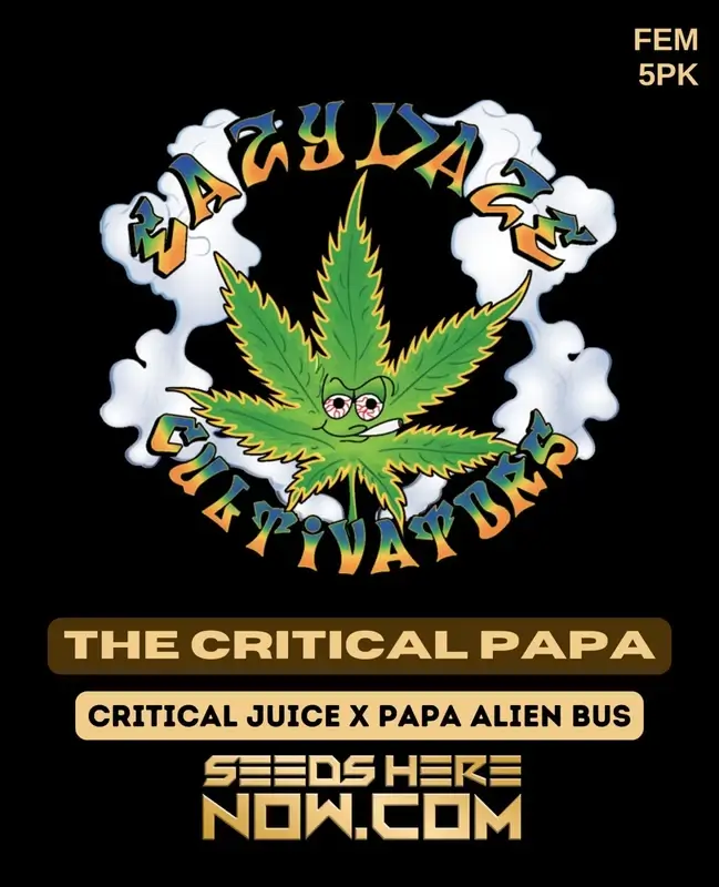 The Critical Papa feminized cannabis seeds by Eazy Daze Cultivators, featuring sweet citrus and earthy flavors