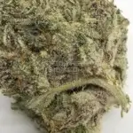 The Gozer OG (Regular) - Solfire Gardens