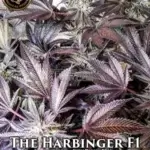 The Harbinger (Regular) - Prana Medical Seeds