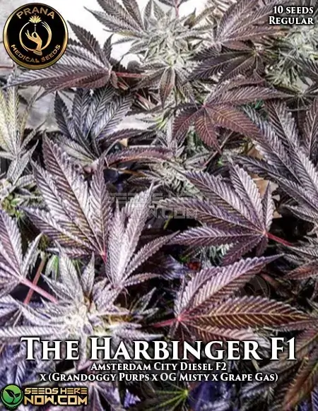 The Harbinger cannabis seeds packet - a hybrid strain with 20-25% THC by Prana Medical Seeds