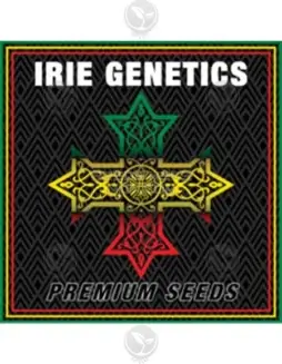 Feminized The Maze seeds by Irie Genetics featuring Blue Raspberry Truffle and Afterglow lineage