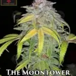 The MoonTower (Regular) - Irie Genetics