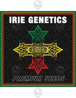 The Rhombus Feminized Cannabis Seeds by Irie Genetics featuring Chem 4 and Afterglow lineage