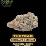 The Toad S1 (Feminized) - Elite Clone Seed Company