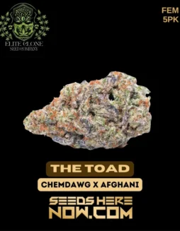 Feminized The Toad S1 cannabis seeds with high THC content and indica(space)dominant hybrid properties