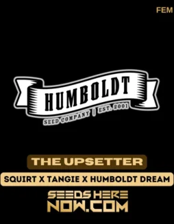 The Upsetter Feminized Cannabis Seeds by Humboldt Seed Company featuring dense, resin(space)coated buds with vibrant citrus and tropical fruit aromas