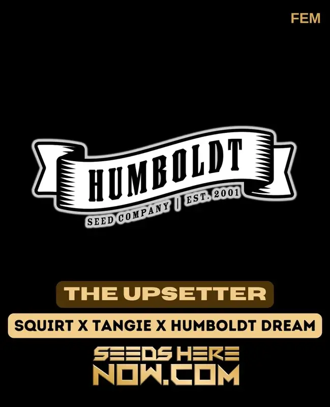 The Upsetter Feminized Cannabis Seeds by Humboldt Seed Company featuring dense, resin-coated buds with vibrant citrus and tropical fruit aromas