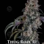 Thug Roze R1 (Feminized) - Ethos Genetics
