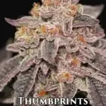 Thumbprints (Feminized) - Sin City Seeds