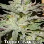 Thunderstruck (Feminized) - Sin City Seeds