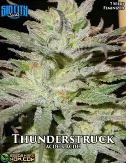 Thunderstruck (Feminized) (space) Hybrid cannabis seeds by Sin City Seeds featuring citrus, pine, and earthy flavors