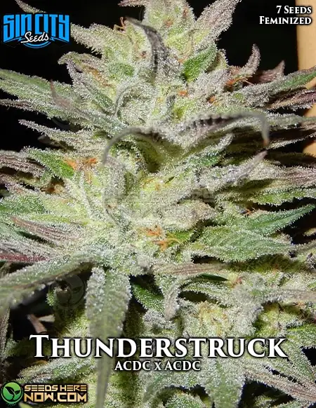 Thunderstruck (Feminized) - Hybrid cannabis seeds by Sin City Seeds featuring citrus, pine, and earthy flavors
