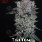 Tiki Tom (Feminized) - Elev8 Seeds