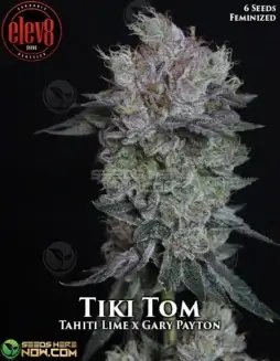 Tiki Tom Feminized Seeds (space) Tahiti Lime x Gary Payton Hybrid