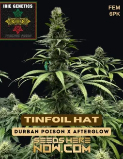 Tinfoil Hat Feminized Seeds (space) Sativa Dominant Strain by Irie Genetics