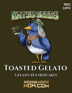 Toasted Gelato (space) Regular Seeds from Katsu Seeds featuring Gelato #45 and Hotcakes lineage