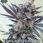 Tongue Splasher (Regular) - Exotic Genetix