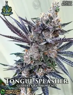 Tongue Splasher Regular Cannabis Seeds (space) Exotic Genetix (space) High THC Gushers Hybrid