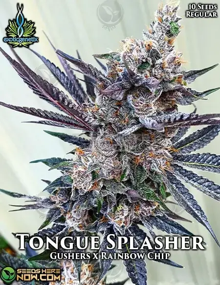 Tongue Splasher Regular Cannabis Seeds - Exotic Genetix - High THC Gushers Hybrid