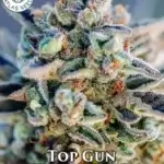 Top Gun (Autoflower) - Atlas Seeds
