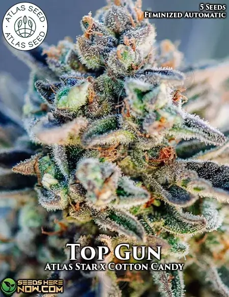 Top Gun Autoflower Cannabis Seeds by Atlas Seeds featuring hybrid vigor and sweet, citrus flavors