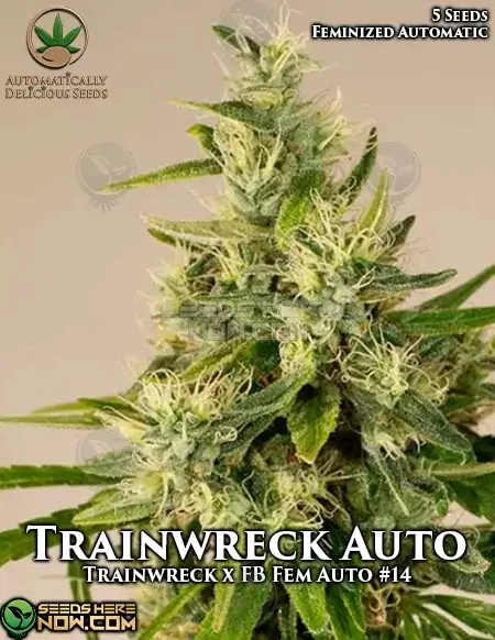 Pack of Trainwreck Auto autoflower seeds featuring pine, lemon, earth, and spice flavors