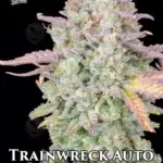 Trainwreck (Autoflower) - Fast Buds