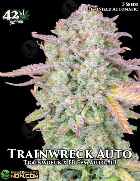 Trainwreck Auto Cannabis Seeds by Fast Buds showing pine and lemon characteristics