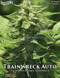 Trainwreck Auto cannabis seeds by Humboldt Seed Company, featuring California Dream and Trainwreck lineage