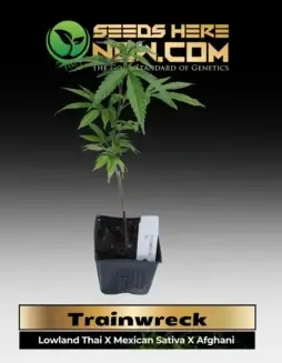 Trainwreck Cannabis Clones in Soil Pots