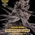 Trap God (Feminized) - Solfire Gardens
