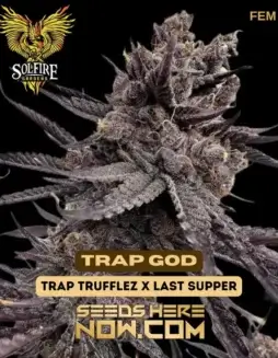 Trap God Cannabis Seeds (space) Feminized, Indica(space)Dominant Hybrid