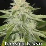 Treasure Island (Feminized) - Sin City Seeds