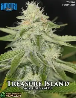 Image of Treasure Island cannabis seeds by Sin City Seeds, featuring feminized seeds with citrus and pine aroma.