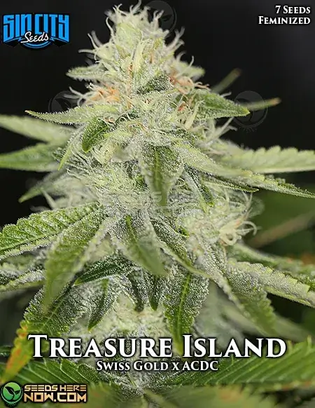 Image of Treasure Island cannabis seeds by Sin City Seeds, featuring feminized seeds with citrus and pine aroma.