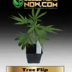 Tree Flip Clones - ACC