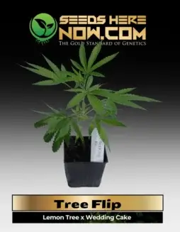 Tree Flip Clones featuring Lemon Tree and Wedding Cake genetics