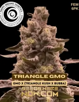Triangle GMO feminized seeds, featuring GMO and Triangle Kush x Bubba genetics, with garlic and diesel aroma.