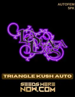 Triangle Kush Auto Cannabis Seeds by La Plata Labs featuring earthy and citrus aromas