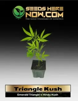 Healthy Triangle Kush Clone in a pot, rooted and ready for transplant