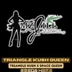 Triangle Kush Queen (Regular) - Mz Jill Genetics