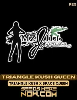 Triangle Kush Queen regular cannabis seeds, a hybrid strain with 25% THC by Mz Jill Genetics