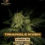 Triangle Kush (Regular) - Best Coast Genetics
