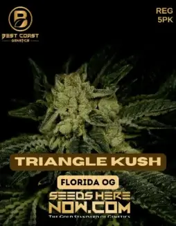 Triangle Kush Regular Seeds featuring earthy, pine, and citrus flavors