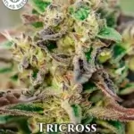 Tricross (Autoflower) - Atlas Seeds