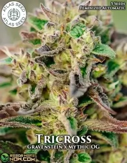 Tricross autoflower cannabis seeds by Atlas Seeds, featuring Gravenstein and Mythic OG lineage with 20(space)25% THC.