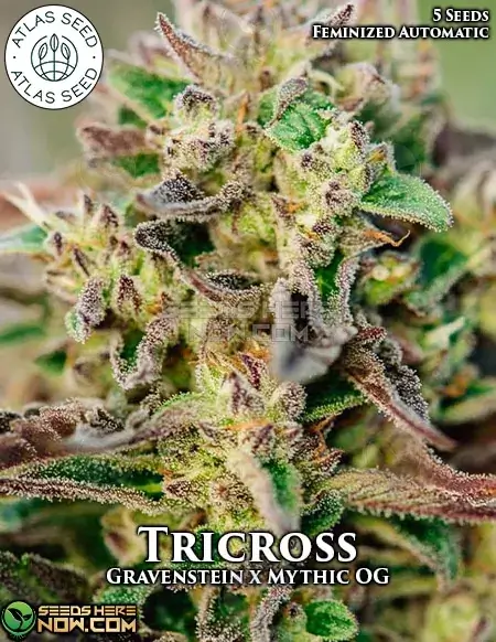 Tricross autoflower cannabis seeds by Atlas Seeds, featuring Gravenstein and Mythic OG lineage with 20-25% THC.