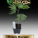 Triple Burger Clones - ACC