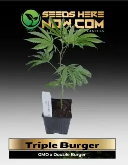 Triple Burger Clones cannabis plant with deep green leaves and frosty buds