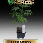 Trop Cherry Clones - ACC